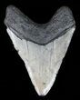 Megalodon Tooth - North Carolina #59188-2